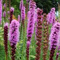 Liatris spicata 'Kobold' fleur (2)